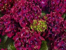 Гортензия крупноцветковая Роял Рэд Пёпл (Royl Red Purple)